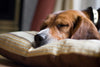 Dog Anxiety What Dog Owners Need to Know!