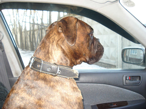 Helping Your Dog Overcome Anxiety: Causes, Symptoms, and Treatment Options