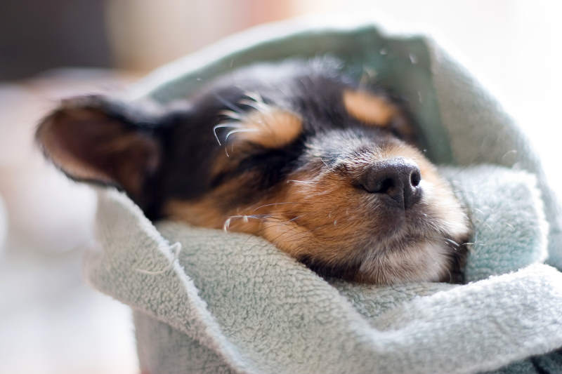 Calming Dog Beds 