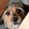 how to stop dog anxiety when left alone