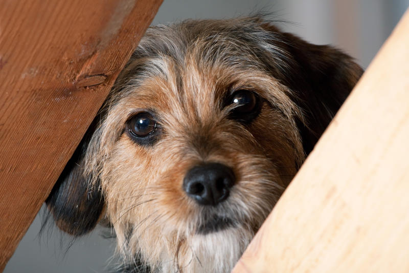 how to stop dog anxiety when left alone