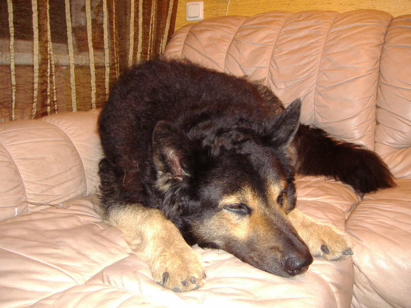 What to Do When Your Puppy Is Worried: Techniques for Handling Separation Anxiety and Panic