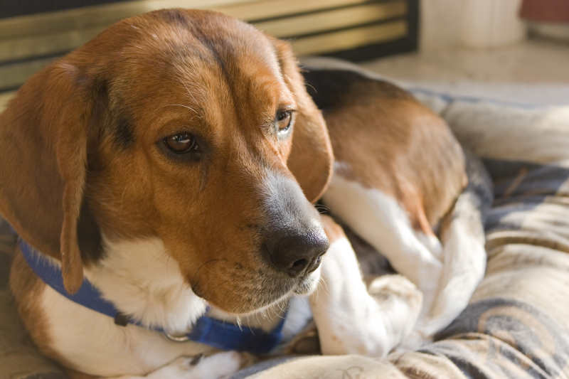 Dog has separation anxiety from other dog