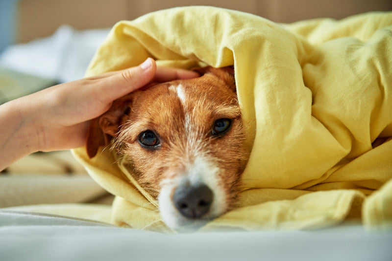 How to help dog anxiety?