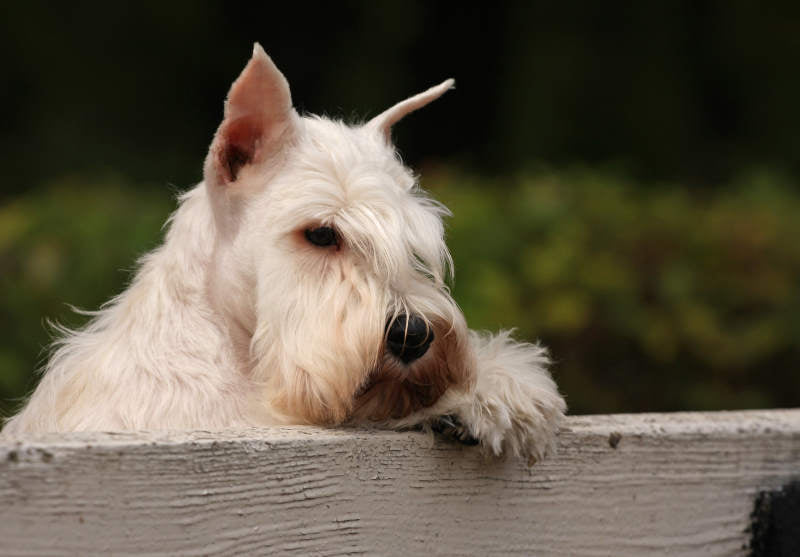 Calming Dog Beds 