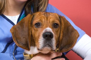 Dog Anxiety At Night 6 Solutions For Better Sleep