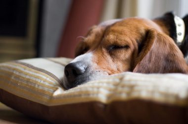 a-young-beagle-pup-sleeping-on-his-pillow-shallow-depth-of-field